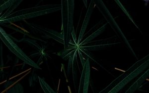 Preview wallpaper plant, leaves, dark, green, closeup
