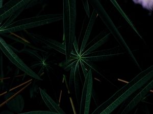 Preview wallpaper plant, leaves, dark, green, closeup