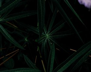 Preview wallpaper plant, leaves, dark, green, closeup