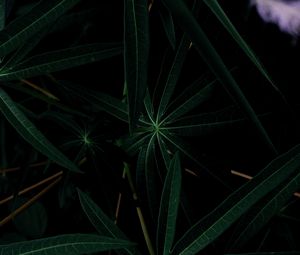 Preview wallpaper plant, leaves, dark, green, closeup