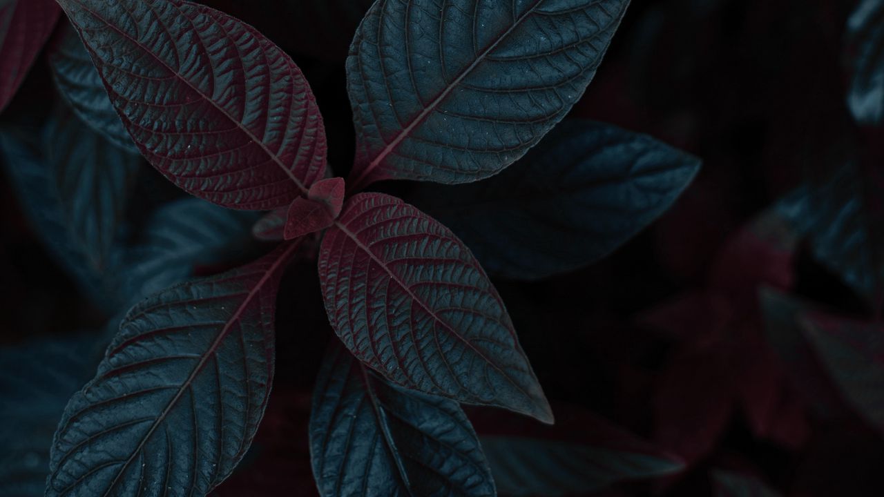 Wallpaper plant, leaves, dark, stem