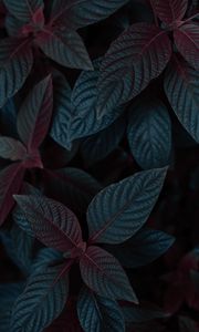 Preview wallpaper plant, leaves, dark, stem