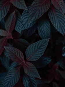 Preview wallpaper plant, leaves, dark, stem