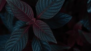 Preview wallpaper plant, leaves, dark, stem