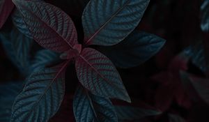 Preview wallpaper plant, leaves, dark, stem