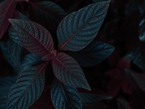 Preview wallpaper plant, leaves, dark, stem
