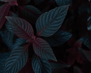 Preview wallpaper plant, leaves, dark, stem