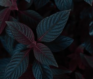 Preview wallpaper plant, leaves, dark, stem