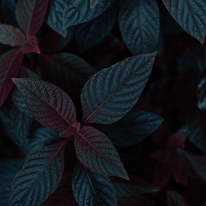 Preview wallpaper plant, leaves, dark, stem