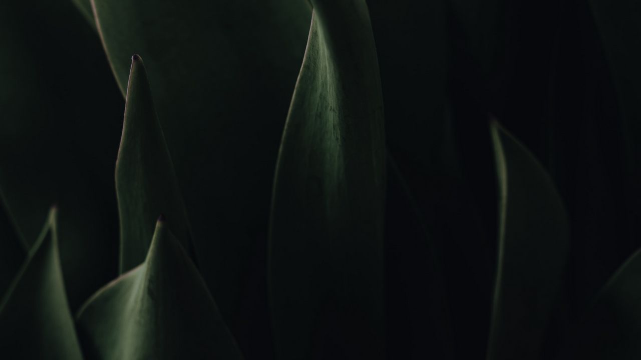 Wallpaper plant, leaves, dark, green, macro