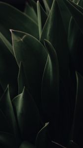 Preview wallpaper plant, leaves, dark, green, macro