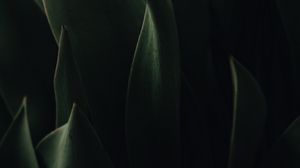Preview wallpaper plant, leaves, dark, green, macro