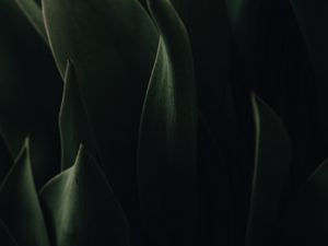 Preview wallpaper plant, leaves, dark, green, macro