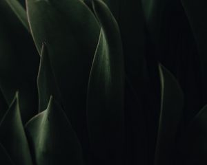 Preview wallpaper plant, leaves, dark, green, macro