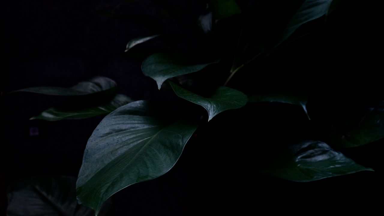 Wallpaper plant, leaves, dark, green