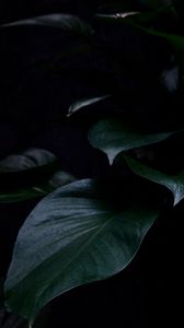 Preview wallpaper plant, leaves, dark, green