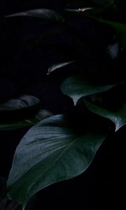 Preview wallpaper plant, leaves, dark, green