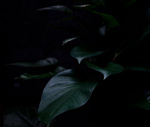 Preview wallpaper plant, leaves, dark, green