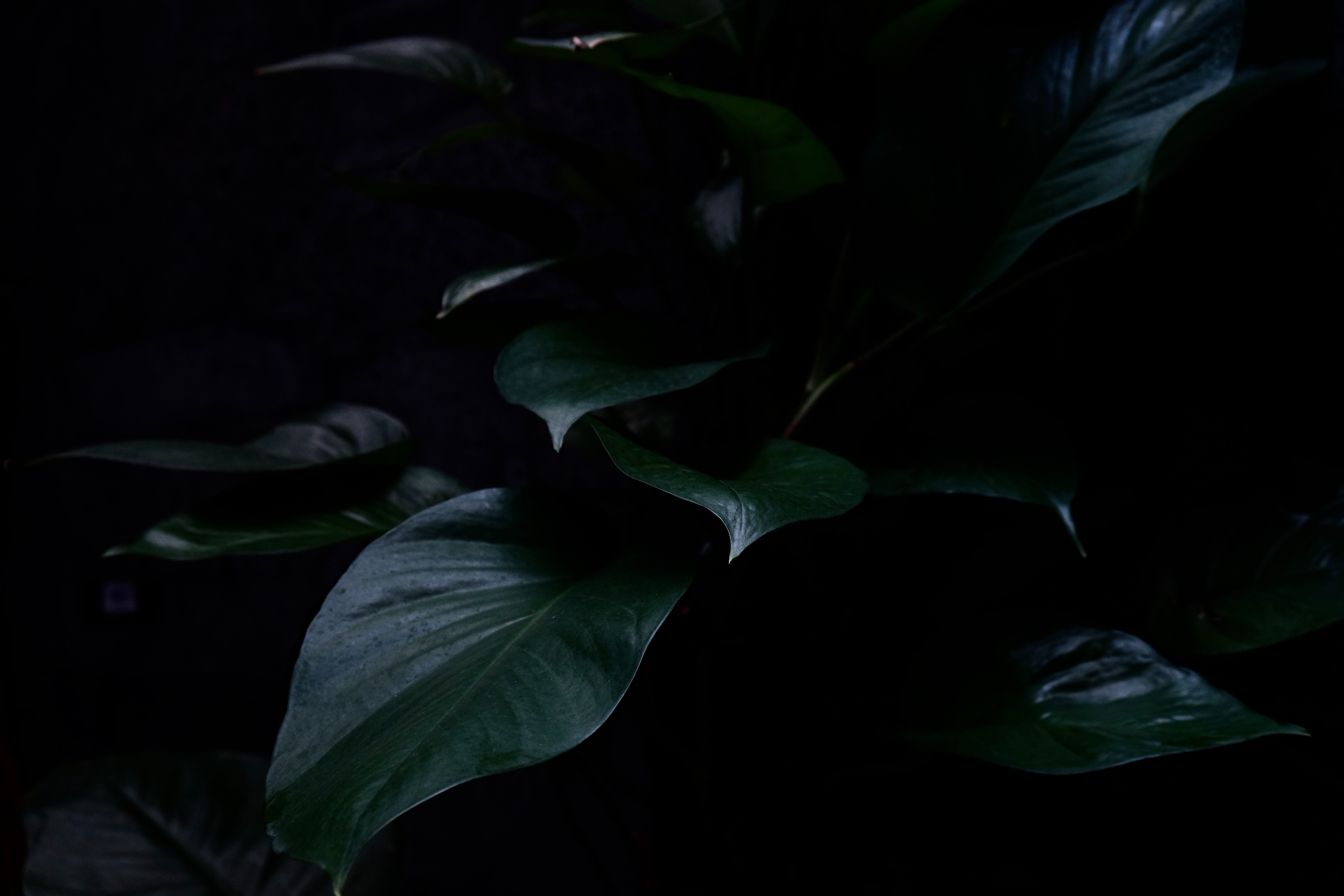 Download wallpaper 6000x4000 plant, leaves, dark, green hd background