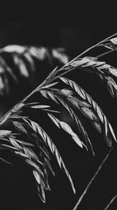 Preview wallpaper plant, leaves, darkness, black and white