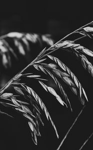 Preview wallpaper plant, leaves, darkness, black and white