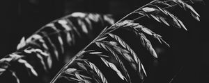 Preview wallpaper plant, leaves, darkness, black and white