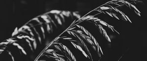 Preview wallpaper plant, leaves, darkness, black and white