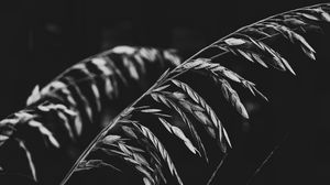 Preview wallpaper plant, leaves, darkness, black and white