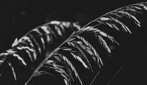 Preview wallpaper plant, leaves, darkness, black and white