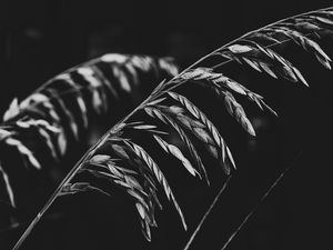 Preview wallpaper plant, leaves, darkness, black and white