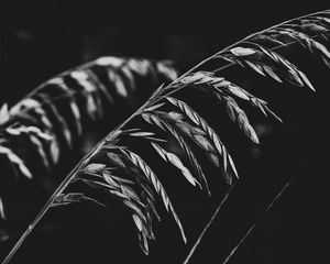 Preview wallpaper plant, leaves, darkness, black and white