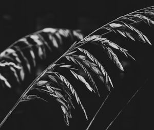 Preview wallpaper plant, leaves, darkness, black and white