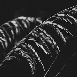 Preview wallpaper plant, leaves, darkness, black and white