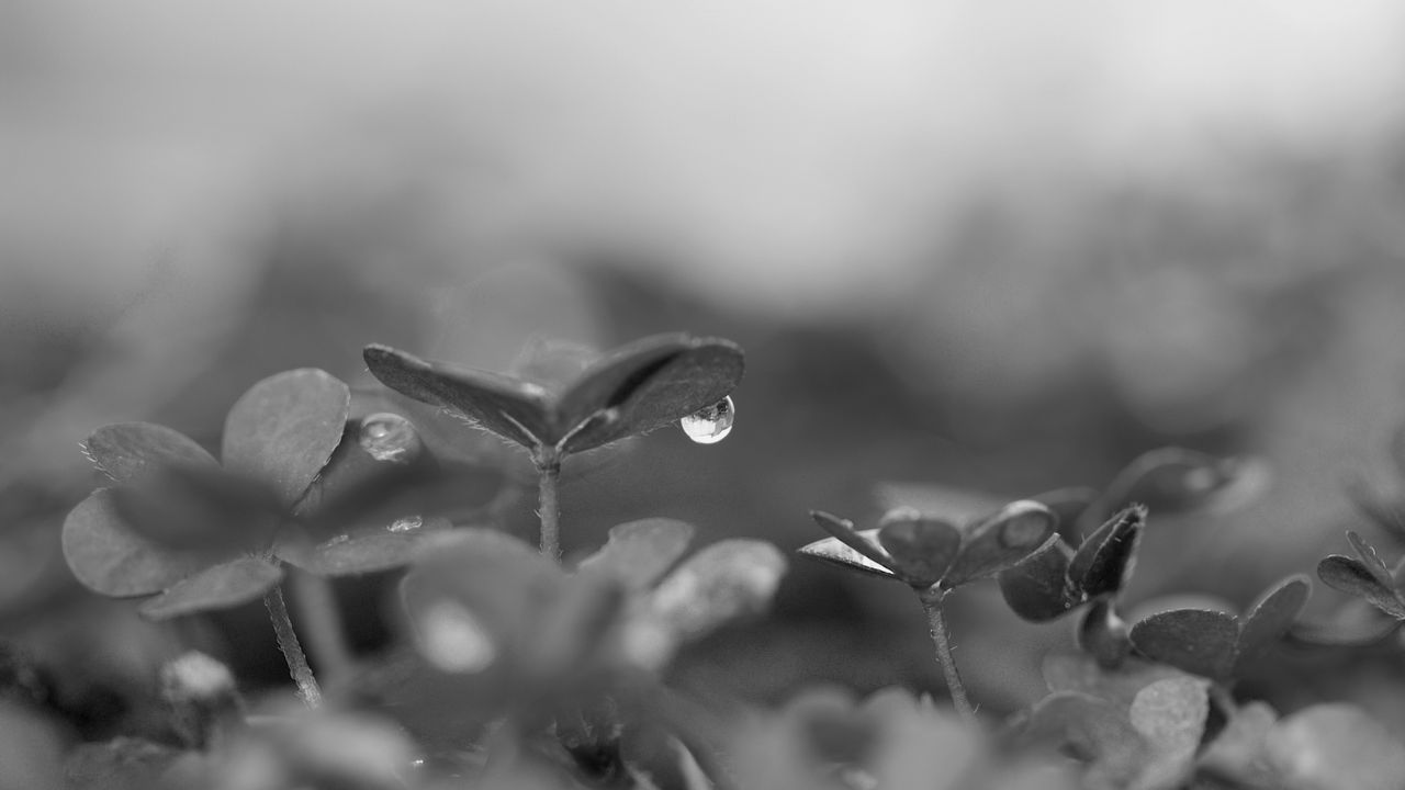 Wallpaper plant, leaves, drop, water, macro, rain, black and white