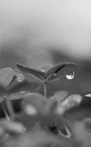 Preview wallpaper plant, leaves, drop, water, macro, rain, black and white