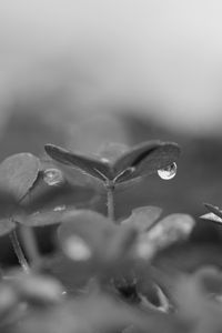 Preview wallpaper plant, leaves, drop, water, macro, rain, black and white