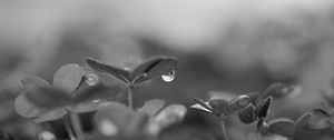 Preview wallpaper plant, leaves, drop, water, macro, rain, black and white