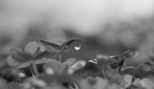 Preview wallpaper plant, leaves, drop, water, macro, rain, black and white