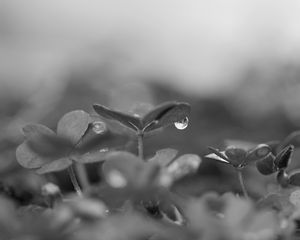 Preview wallpaper plant, leaves, drop, water, macro, rain, black and white