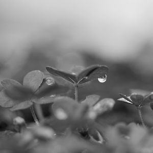 Preview wallpaper plant, leaves, drop, water, macro, rain, black and white