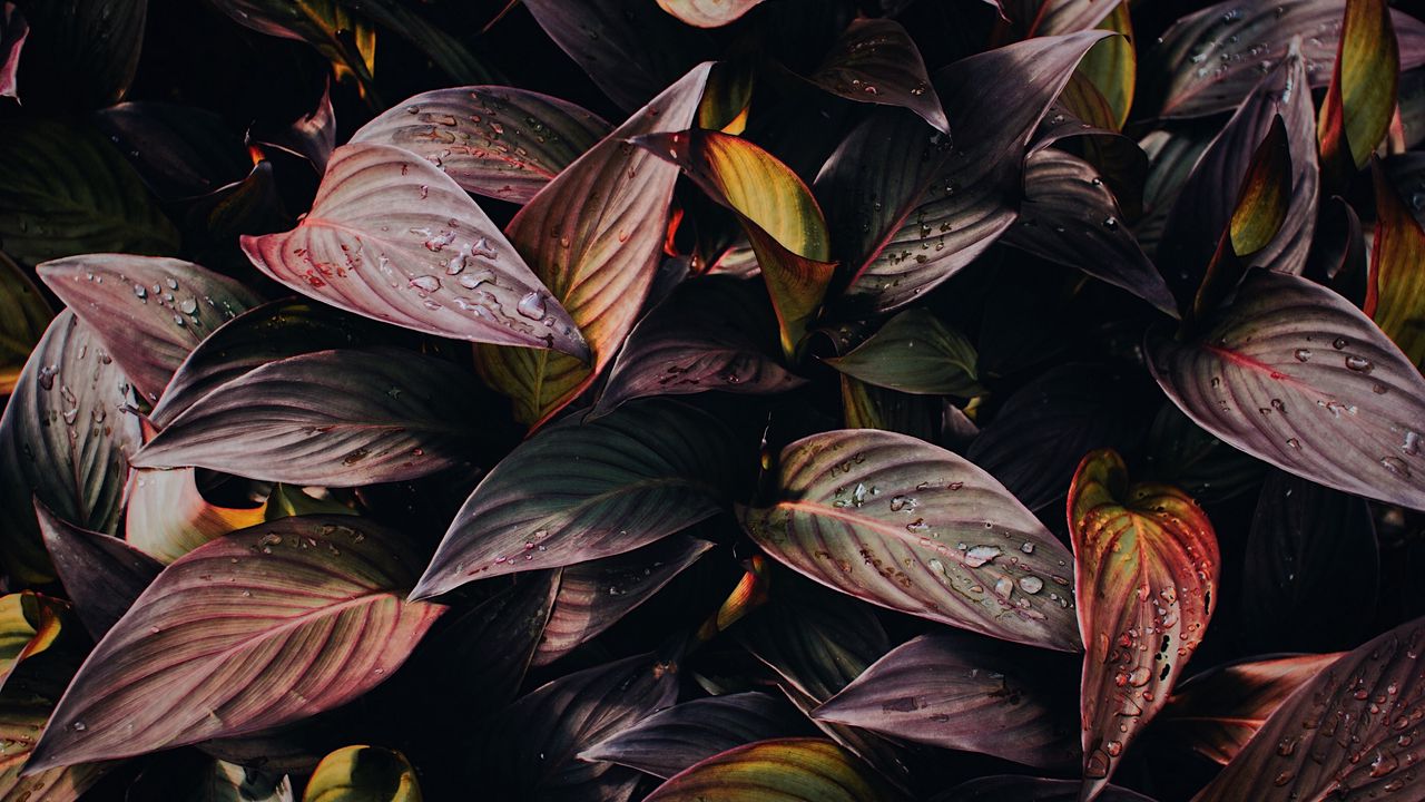 Wallpaper plant, leaves, drops