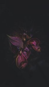 Preview wallpaper plant, leaves, drops, dark