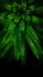 Preview wallpaper plant, leaves, drops, macro, green