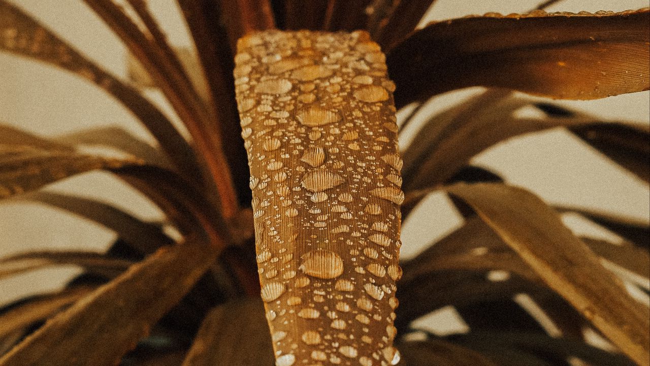 Wallpaper plant, leaves, drops, macro