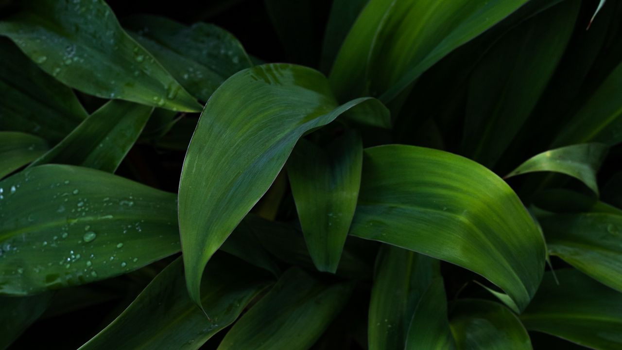Wallpaper plant, leaves, drops, wet