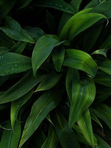 Preview wallpaper plant, leaves, drops, wet