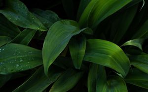 Preview wallpaper plant, leaves, drops, wet