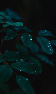 Preview wallpaper plant, leaves, drops, wet, dew