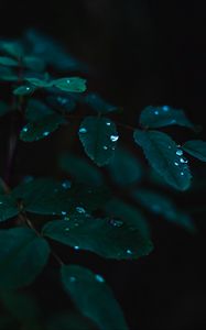 Preview wallpaper plant, leaves, drops, wet, dew