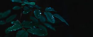 Preview wallpaper plant, leaves, drops, wet, dew